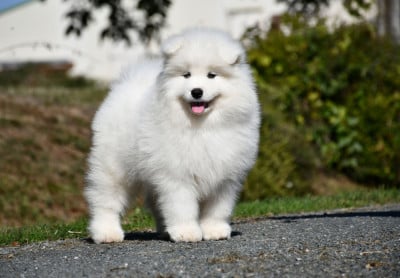 Les chiots de Samoyède