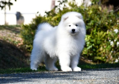 Les chiots de Samoyède