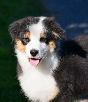 Les chiots de Berger Australien