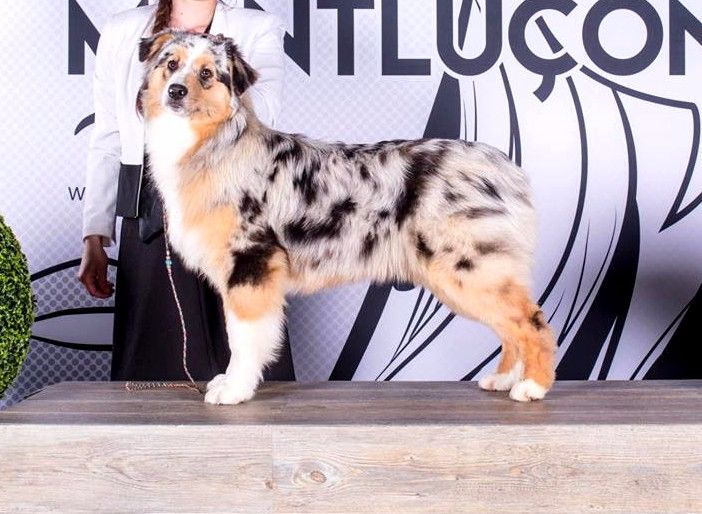 Move ya body du chemin de la belle etoile - 1er Très Prometteur - Meilleur Puppy