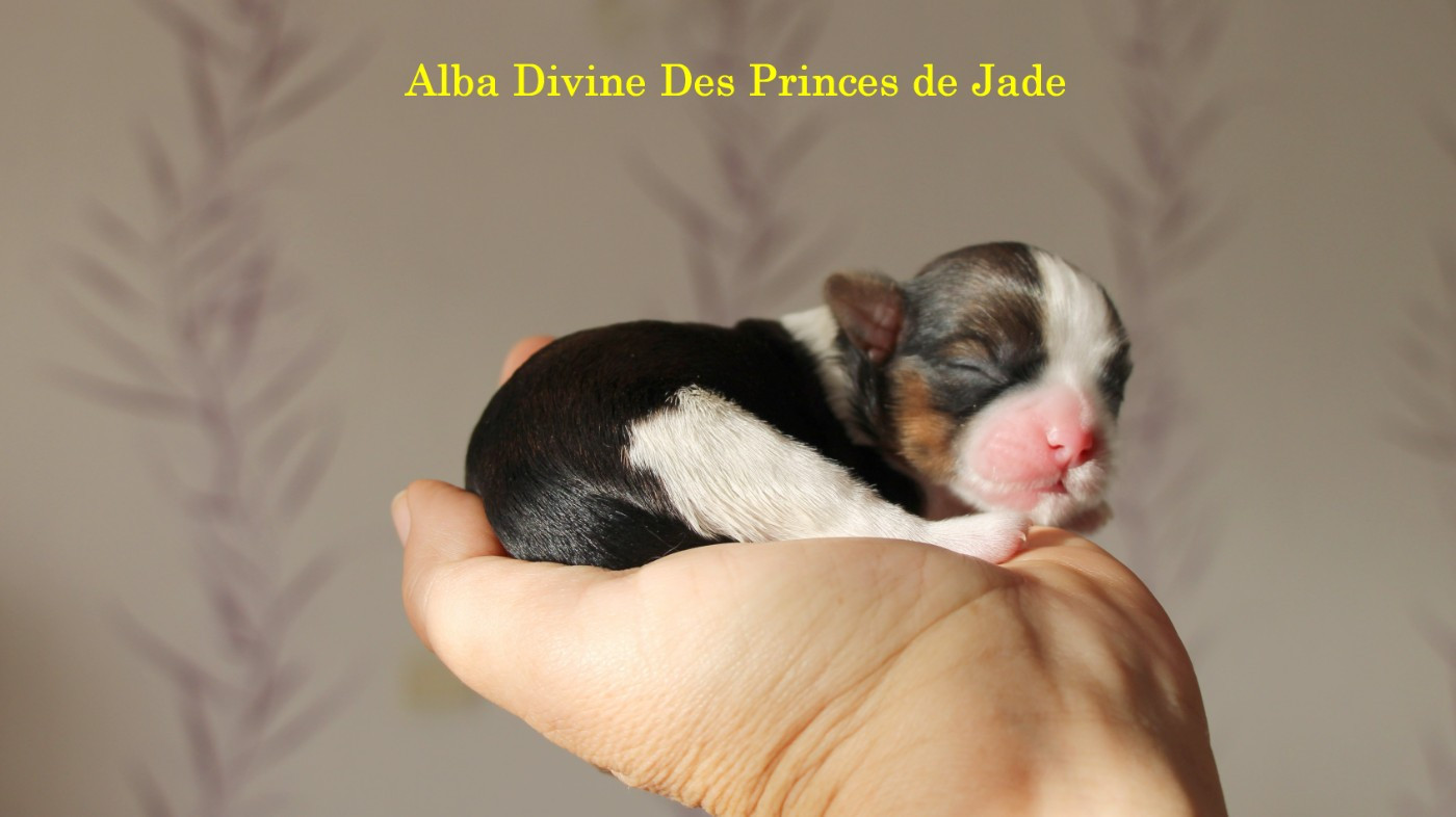 ALBA DIVINE - Shih Tzu