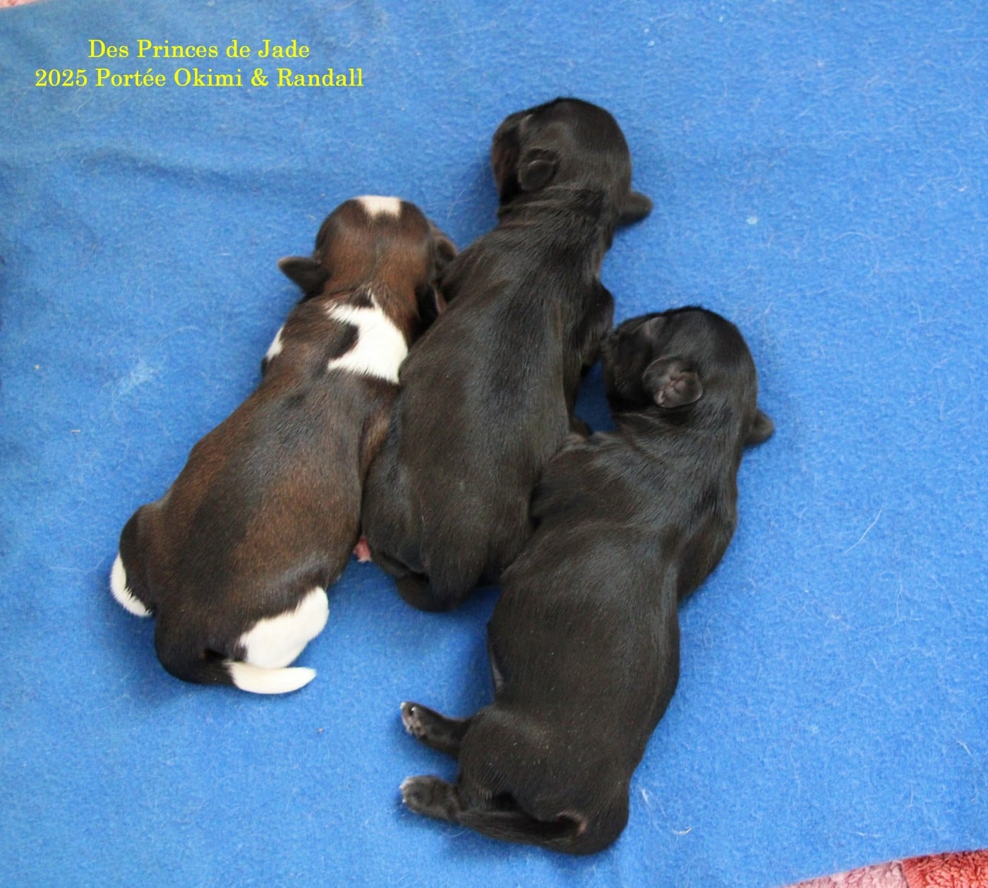 Shih Tzu - Des Princes De Jade