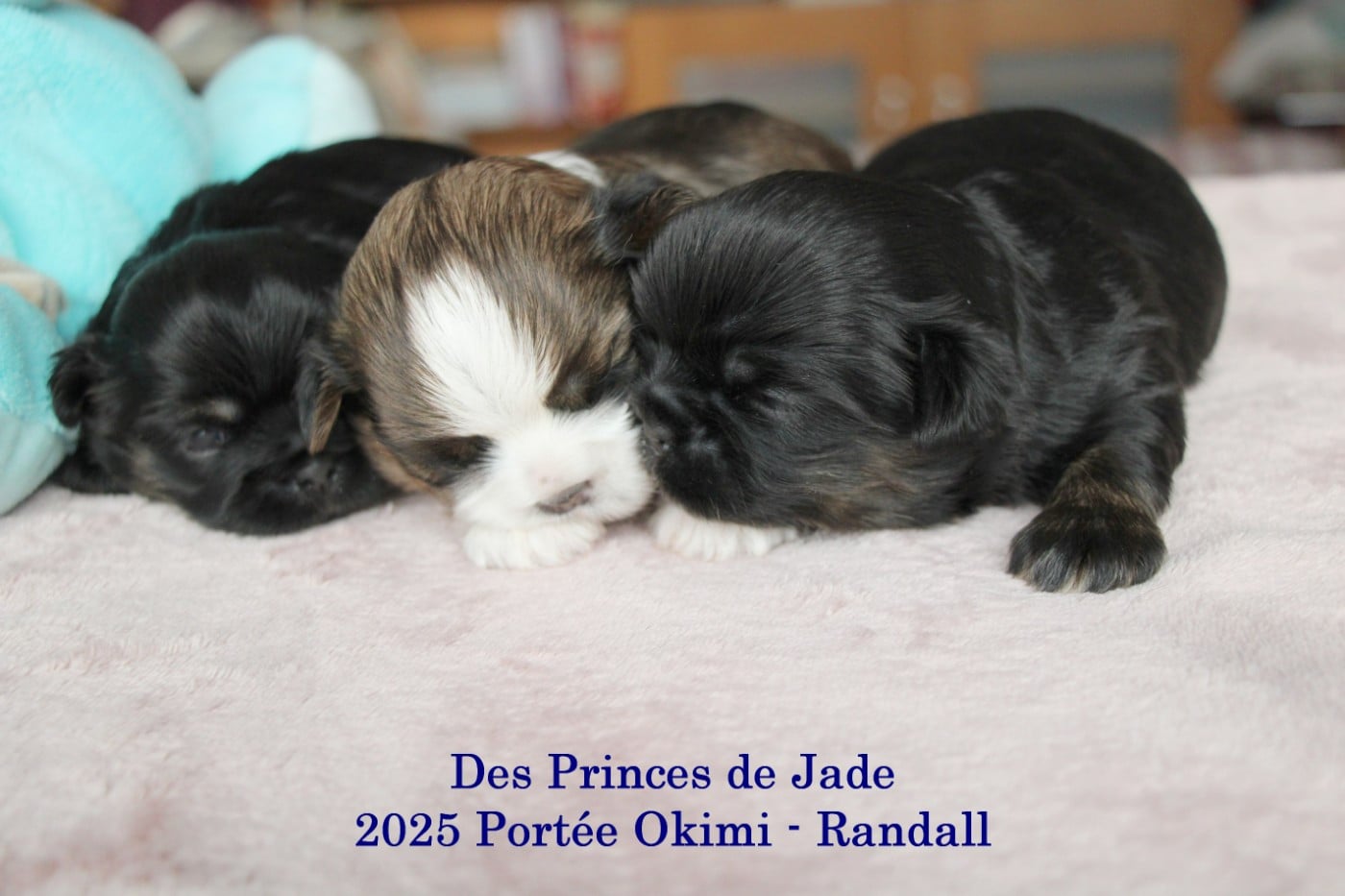 Shih Tzu - Des Princes De Jade