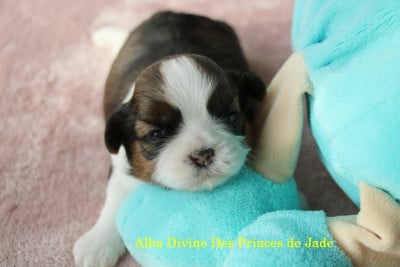 Les chiots de Shih Tzu