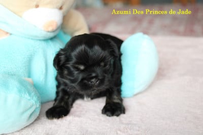 Les chiots de Shih Tzu