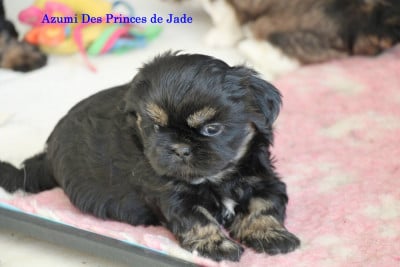 Les chiots de Shih Tzu
