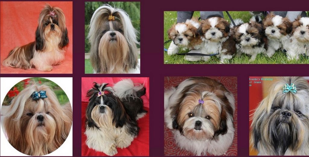 Accueil Elevage Des Princes De Jade Eleveur De Chiens