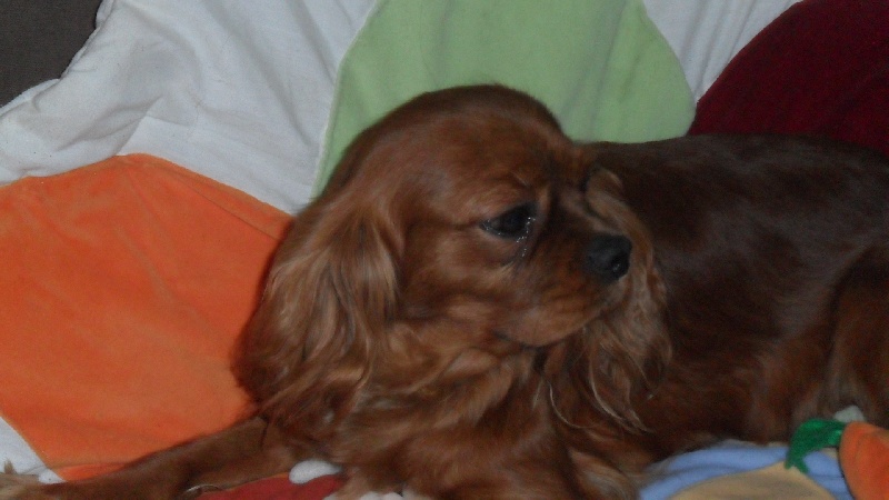 Publication : Du Bois Des Girardons