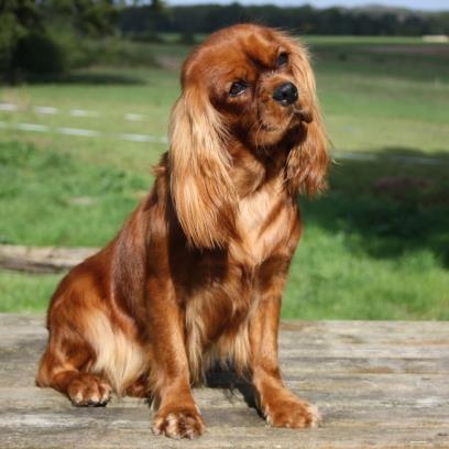 Publication : Du Bois Des Girardons