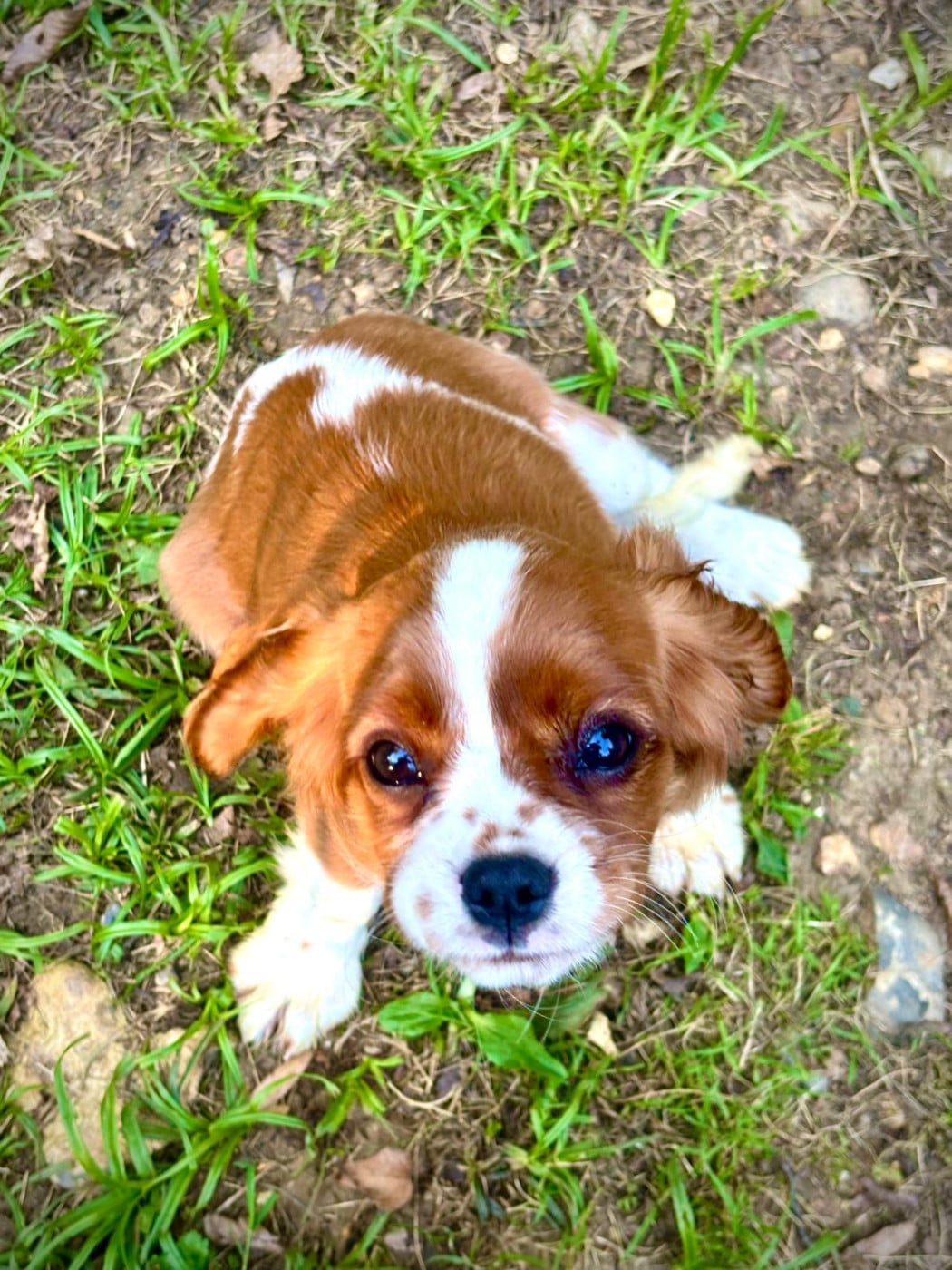 Publication : Du Bois Des Girardons