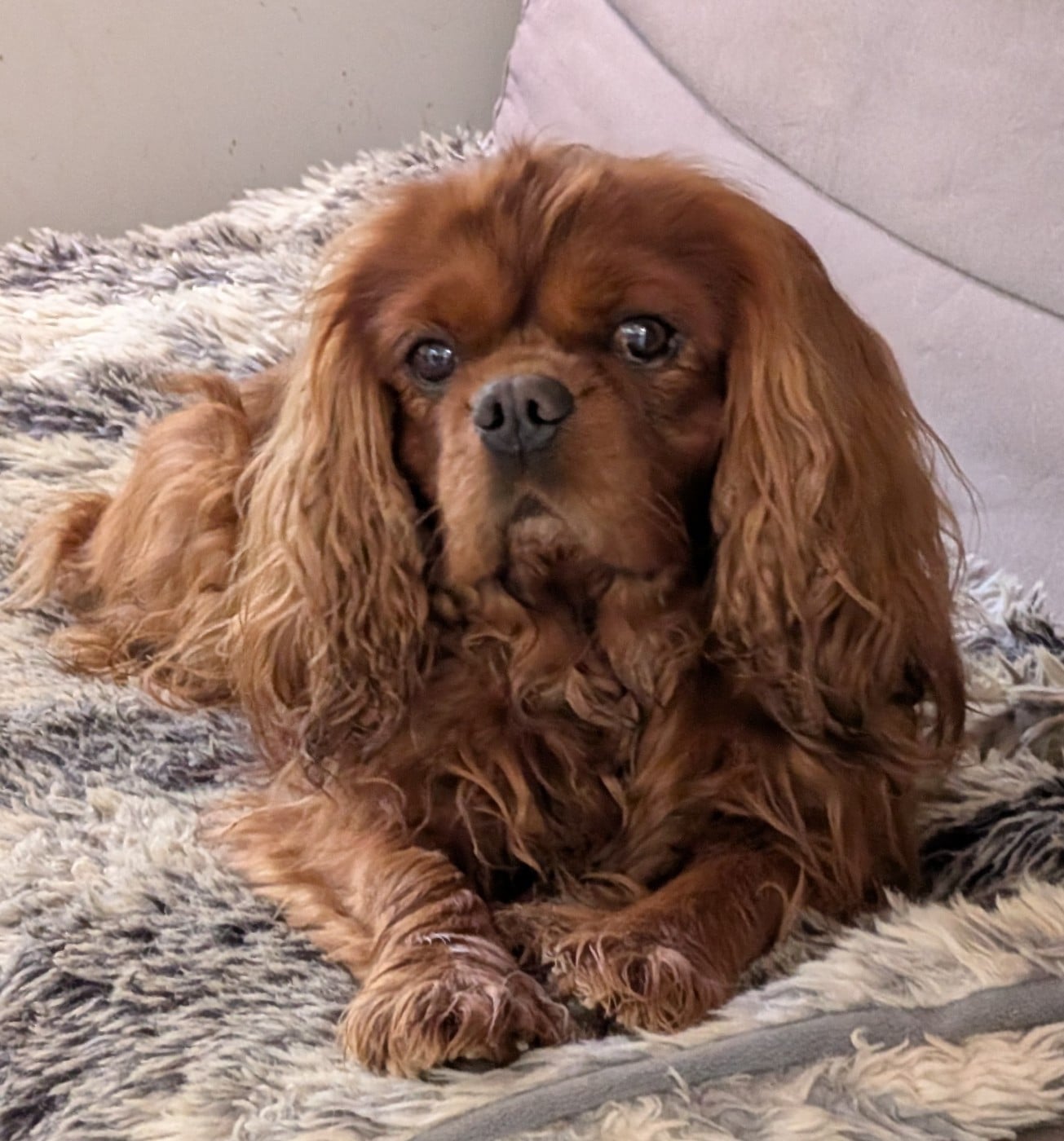 Peter Du Domaine Du Jardin Des Roses