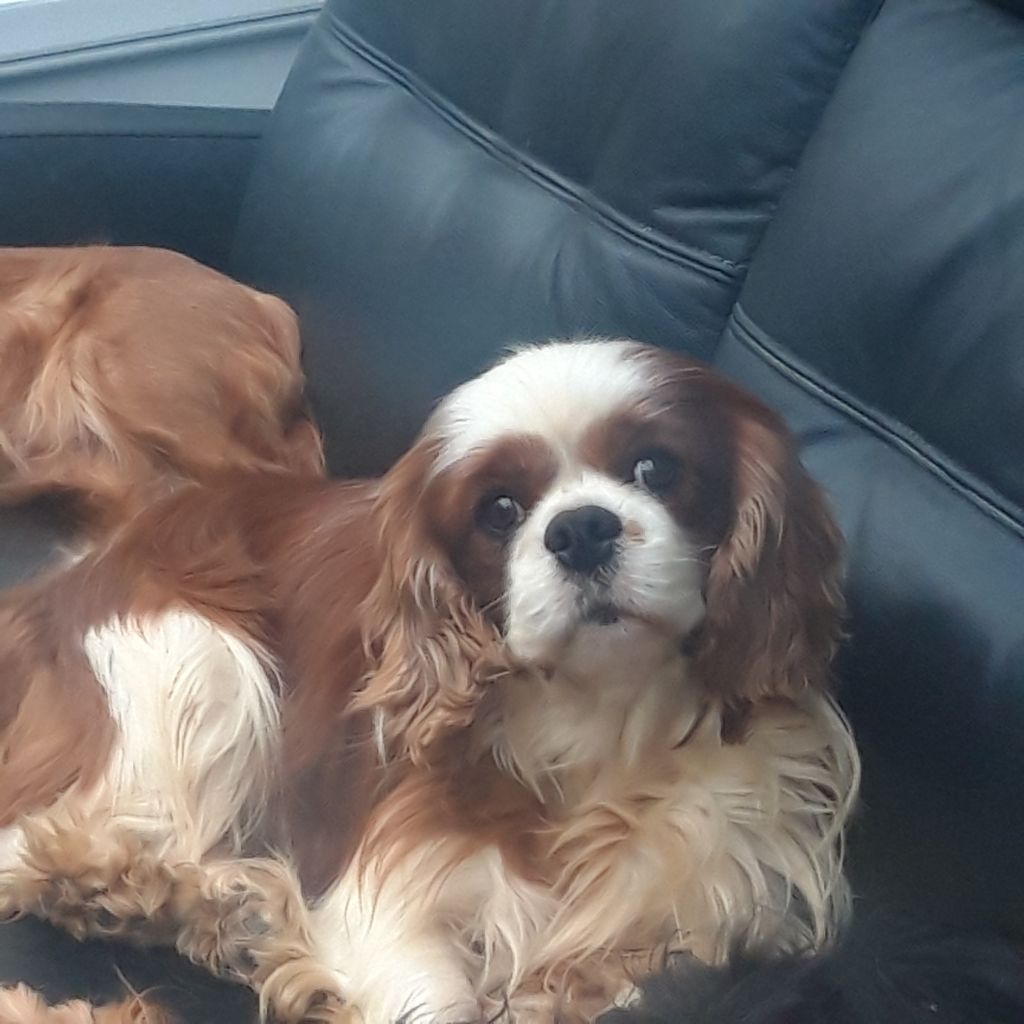 Publication : Du Bois Des Girardons Auteur : DELTREUIL Cathie