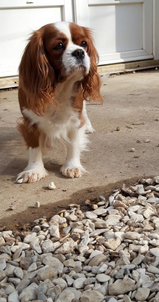 Publication : Du Bois Des Girardons