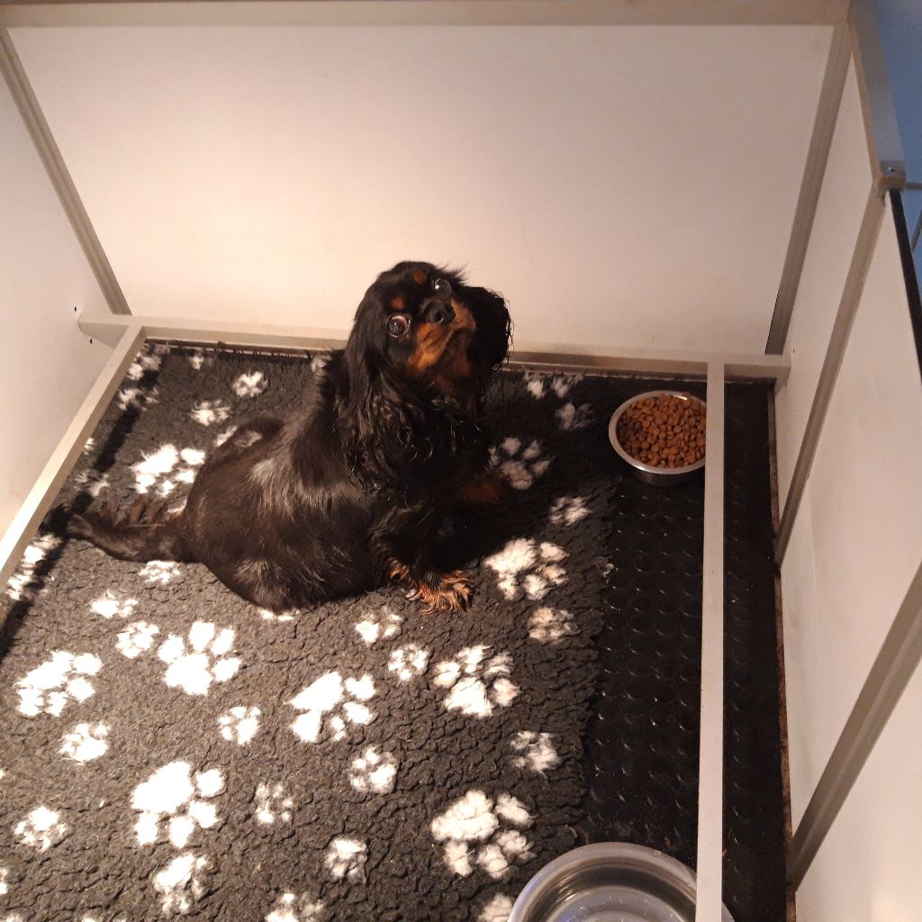 Publication : Du Bois Des Girardons