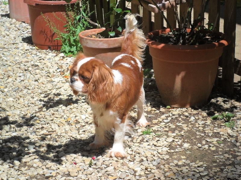 Publication : Du Bois Des Girardons