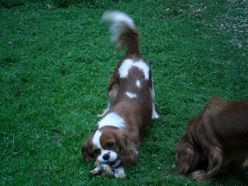 Publication : Du Bois Des Girardons