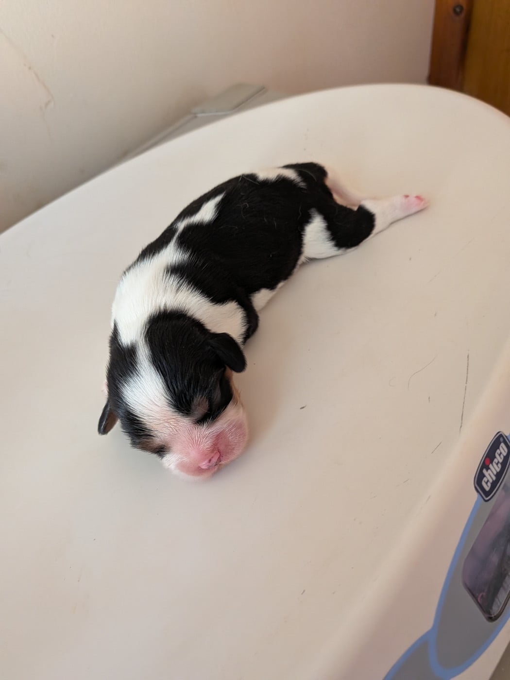 Chiot N°1 - Cavalier King Charles Spaniel