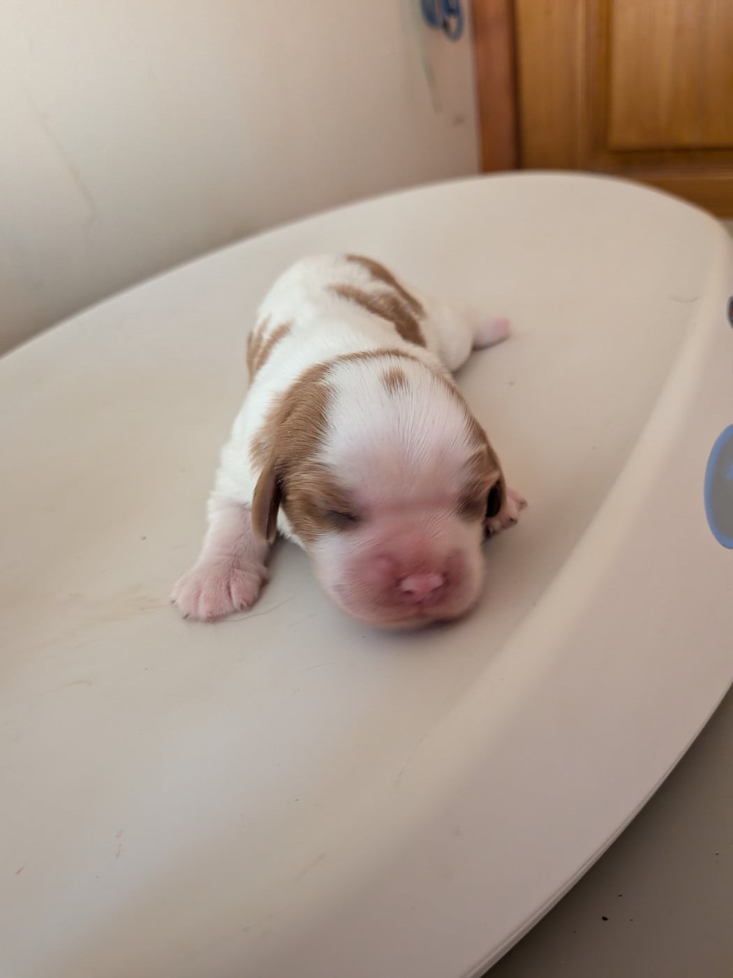 Chiot N°3 - Cavalier King Charles Spaniel