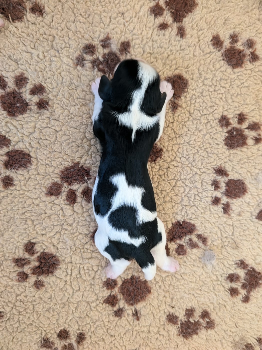 Chiot N°1 - Cavalier King Charles Spaniel
