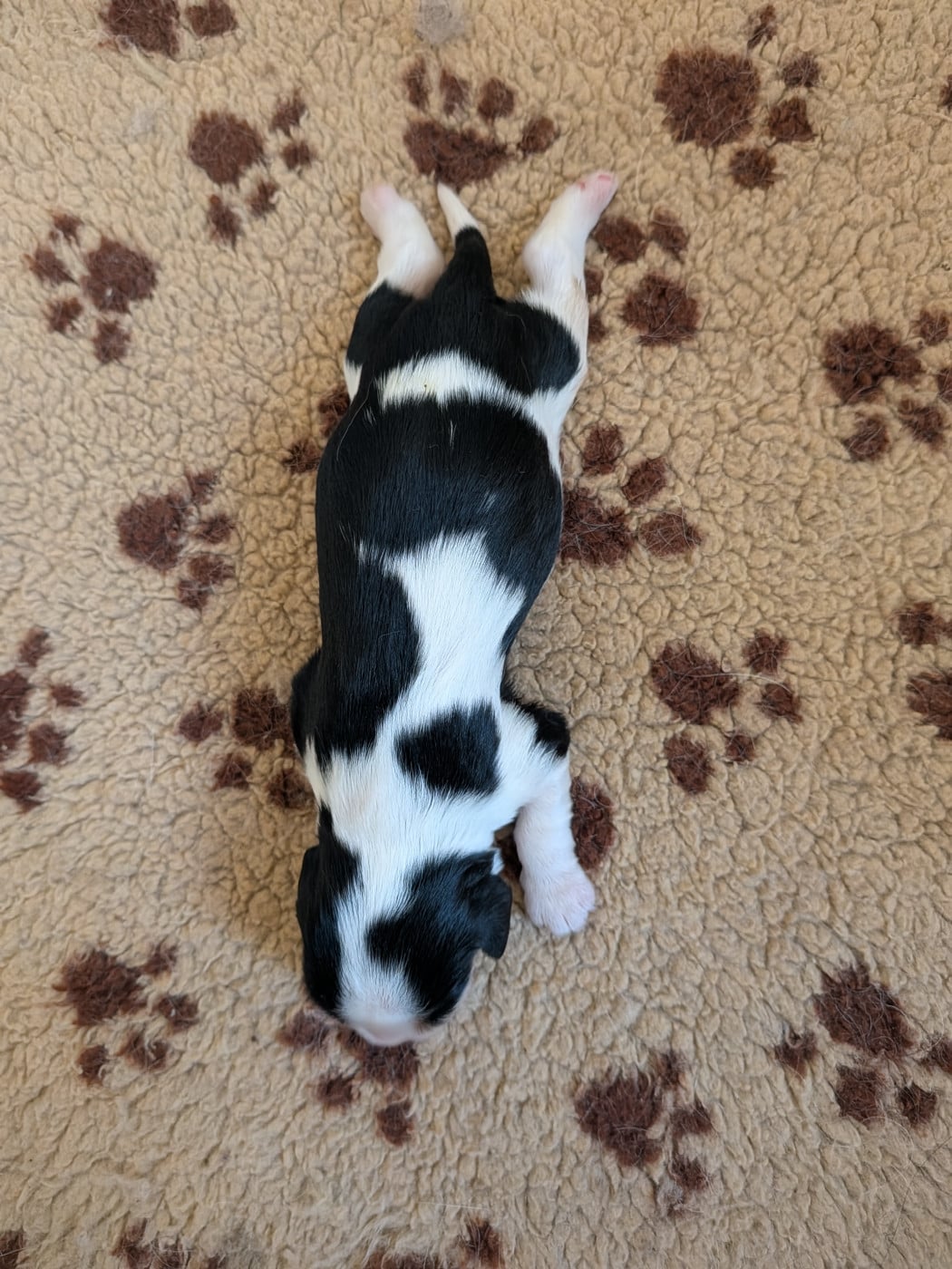 Chiot N°3 - Cavalier King Charles Spaniel