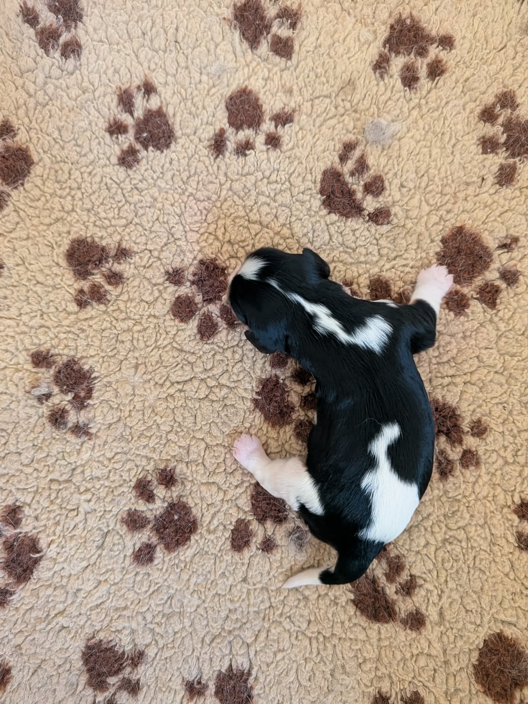 Chiot N°4 - Cavalier King Charles Spaniel