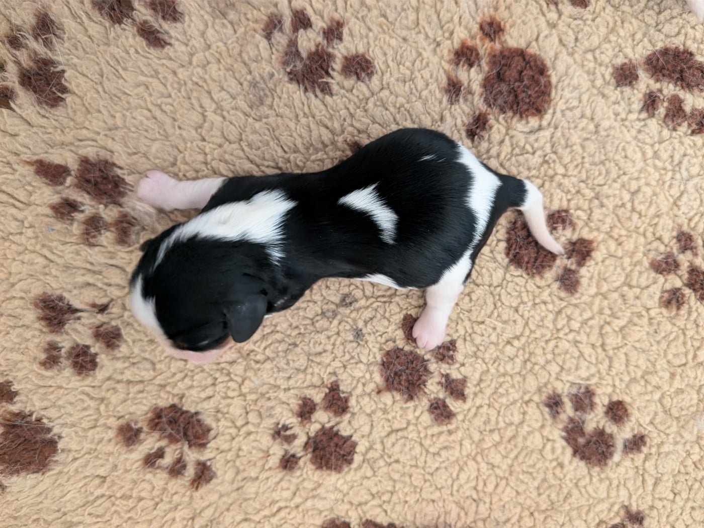 Chiot N°5 - Cavalier King Charles Spaniel