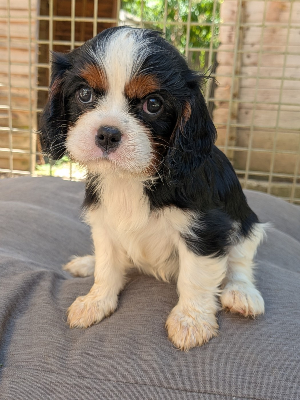 Bailey