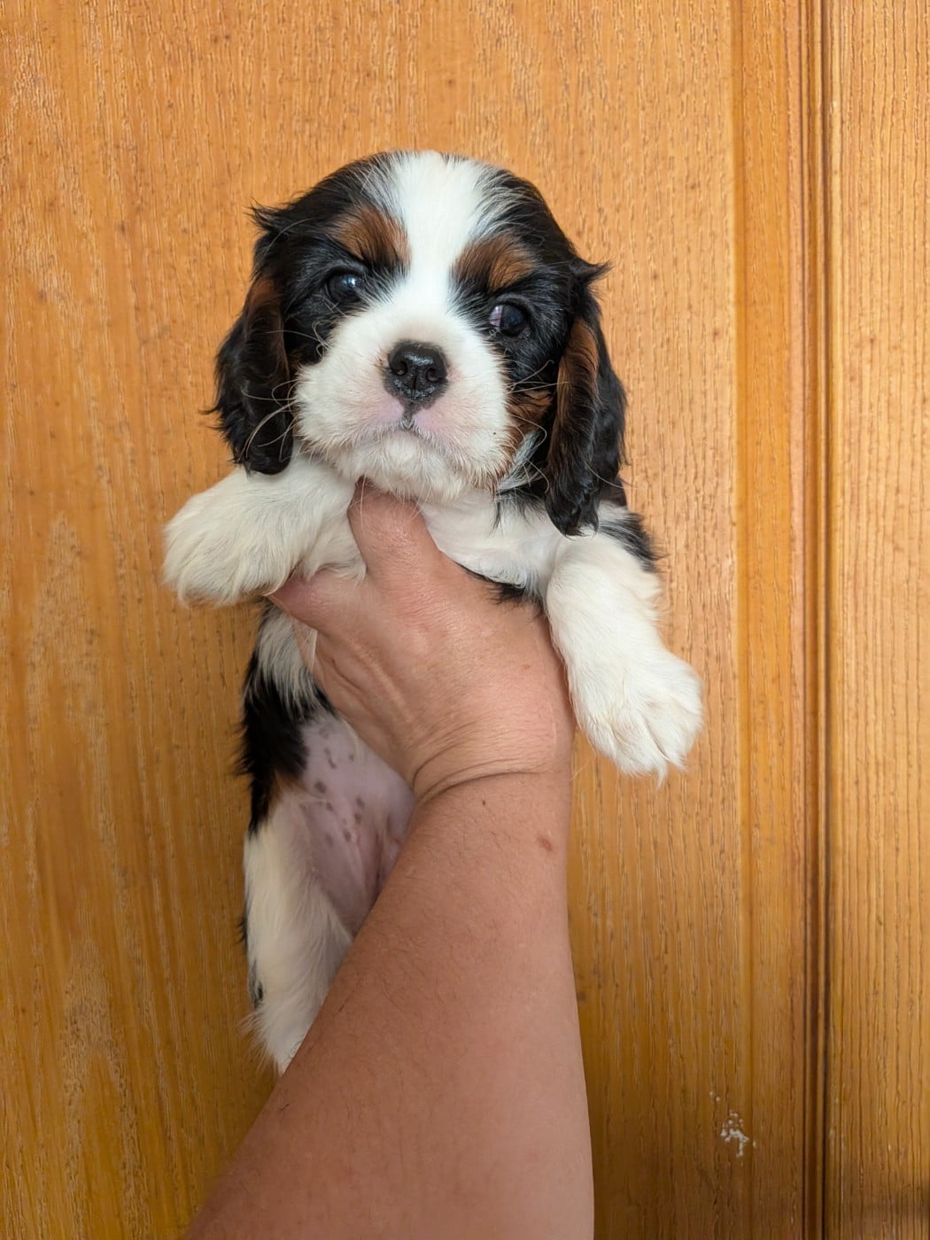 Bailey