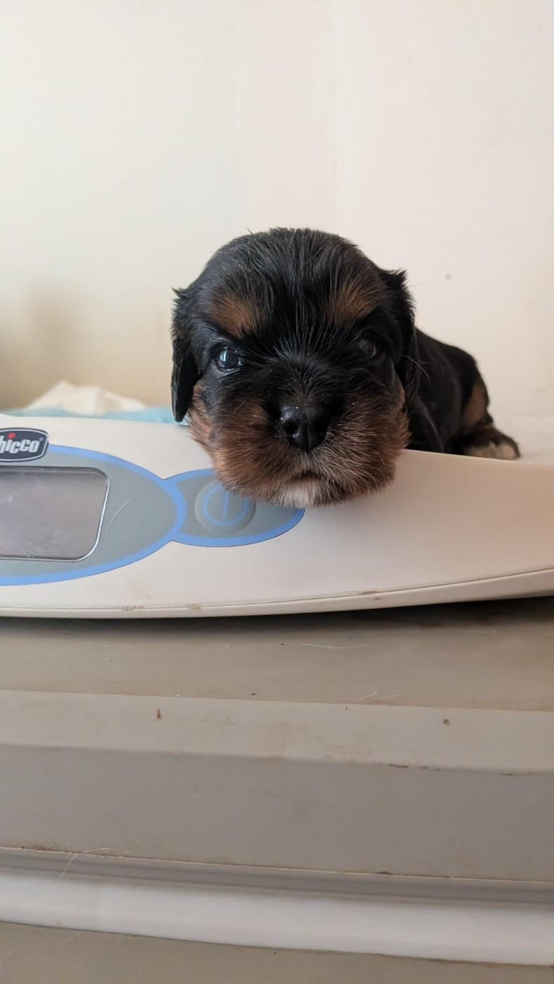 Chiot N°3 - Cavalier King Charles Spaniel
