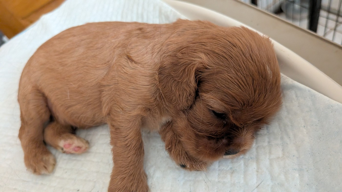 Chiot N°5 - Cavalier King Charles Spaniel