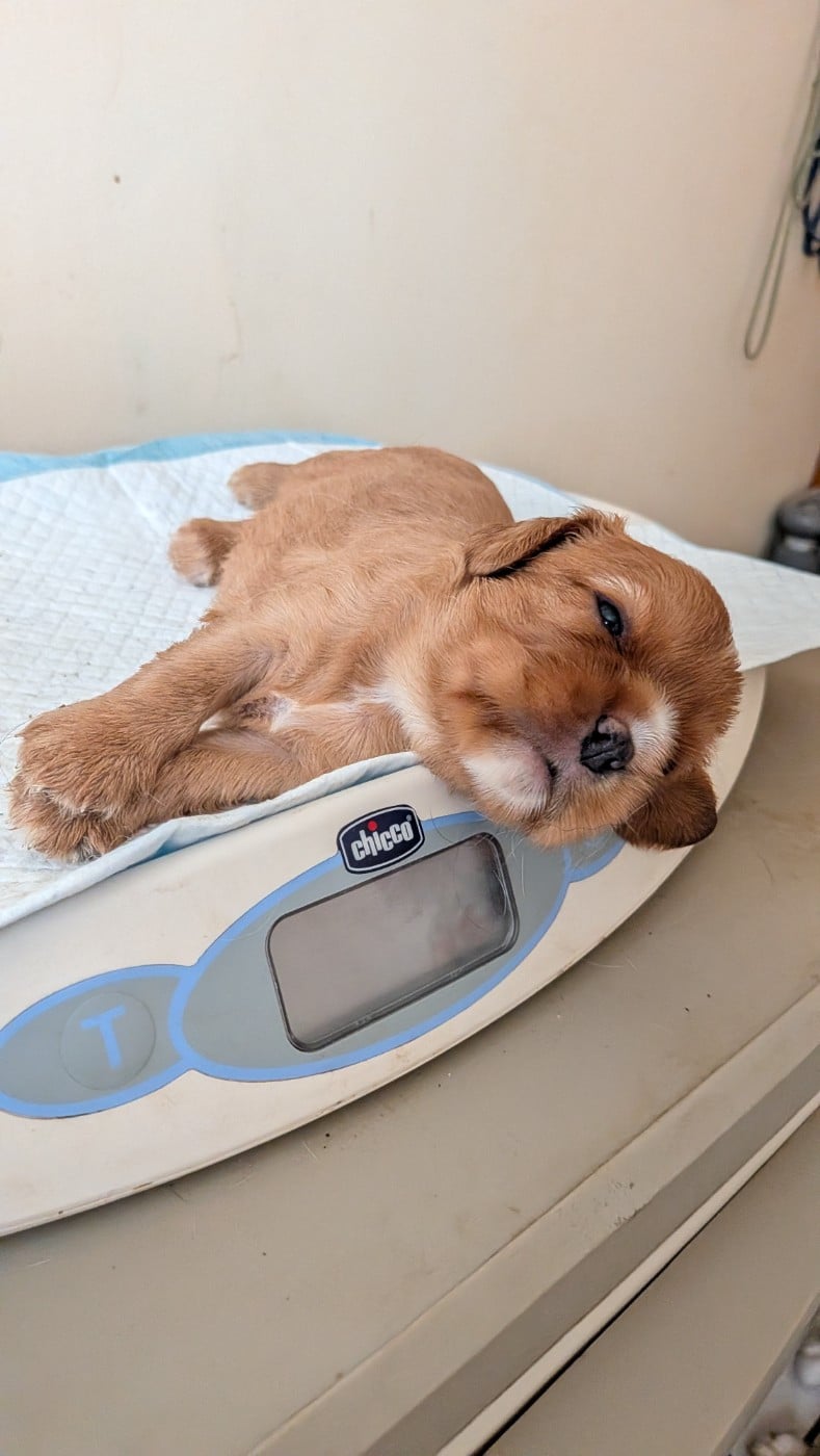 Chiot N°6 - Cavalier King Charles Spaniel