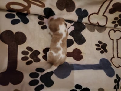 Les chiots de Cavalier King Charles Spaniel