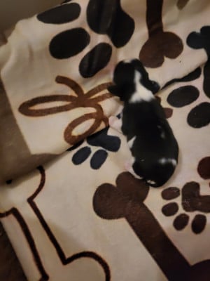 Les chiots de Cavalier King Charles Spaniel