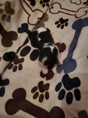 Les chiots de Cavalier King Charles Spaniel