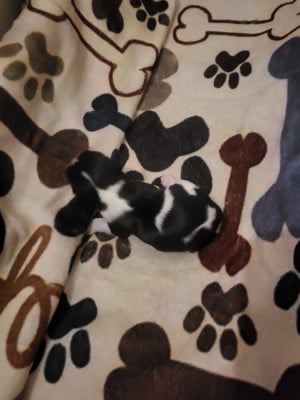 Les chiots de Cavalier King Charles Spaniel