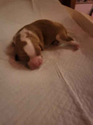 Les chiots de Cavalier King Charles Spaniel