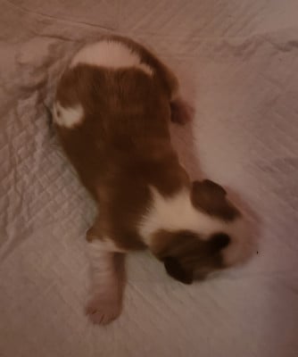 Les chiots de Cavalier King Charles Spaniel