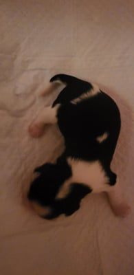 Les chiots de Cavalier King Charles Spaniel