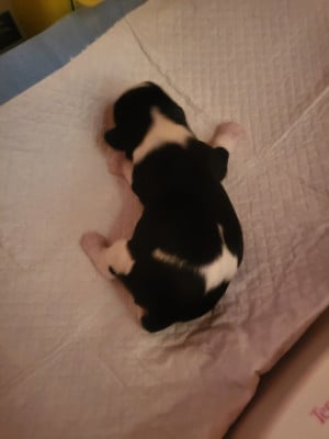 Les chiots de Cavalier King Charles Spaniel