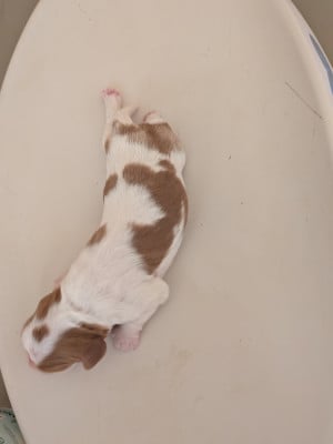 Les chiots de Cavalier King Charles Spaniel