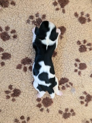 Les chiots de Cavalier King Charles Spaniel