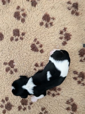 Les chiots de Cavalier King Charles Spaniel