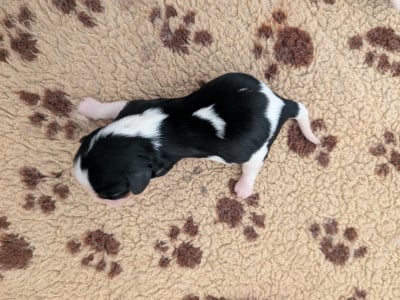 Les chiots de Cavalier King Charles Spaniel