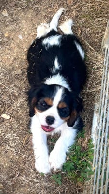 Les chiots de Cavalier King Charles Spaniel