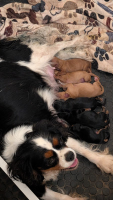 Les chiots de Cavalier King Charles Spaniel