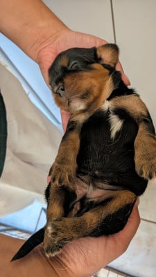 Les chiots de Cavalier King Charles Spaniel