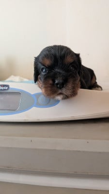 Chiot N°3 - Cavalier King Charles Spaniel