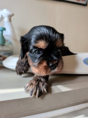 Les chiots de Cavalier King Charles Spaniel