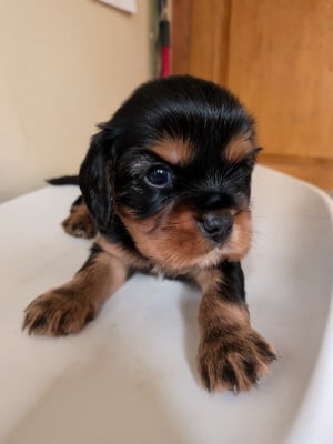 Les chiots de Cavalier King Charles Spaniel
