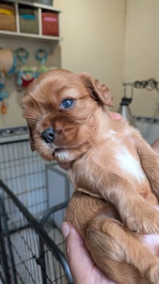 Les chiots de Cavalier King Charles Spaniel